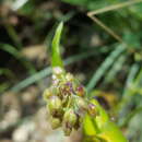 Image de Tripogandra purpurascens (S. Schauer) Handlos