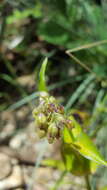 Image of Tripogandra purpurascens (S. Schauer) Handlos