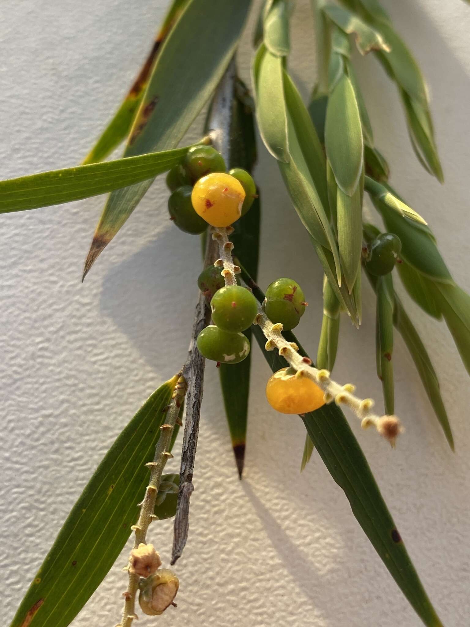 Image of Leucopogon australis R. Br.