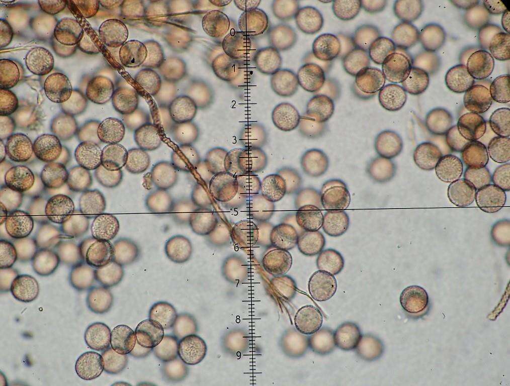 Image of Prototrichia metallica