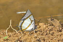 Image of Polyura eudamippus Doubleday 1843