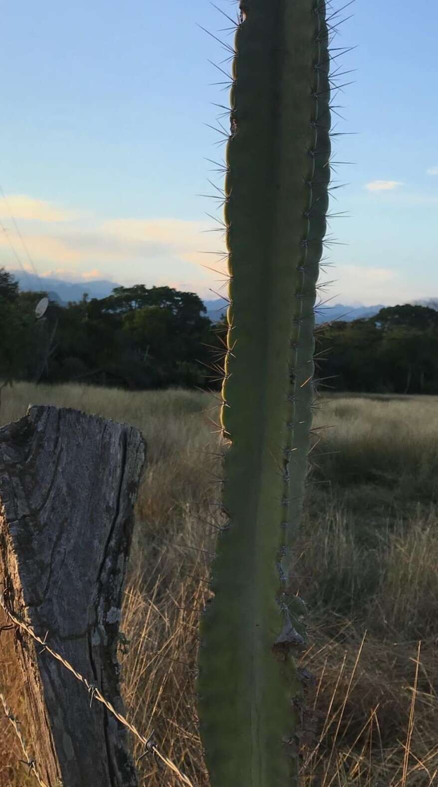 Image de Cereus hexagonus (L.) Mill.