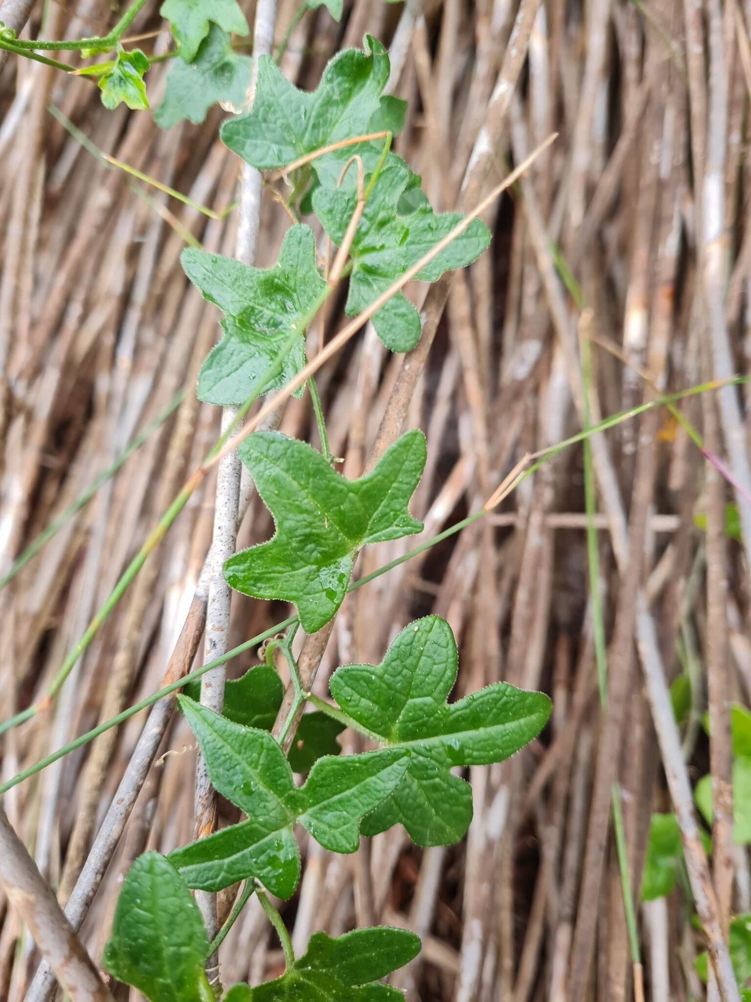 Image of Kedrostis nana (Lam.) Cogn.