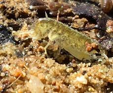 Image of Amphipod