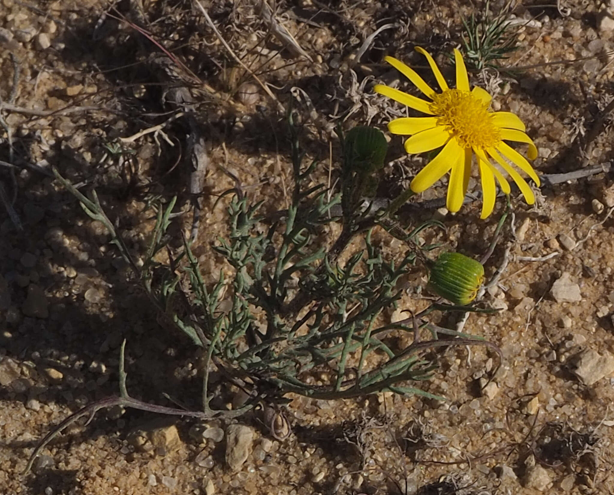 Plancia ëd Senecio glaucus L.