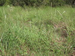 Image of White Fluff Grass