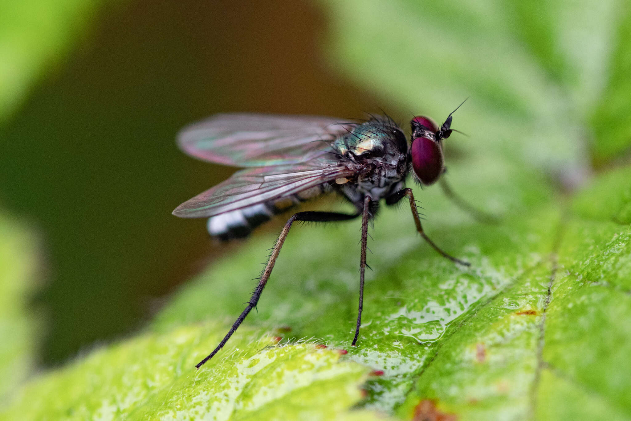 Image de Argyra diaphana (Fabricius 1775)