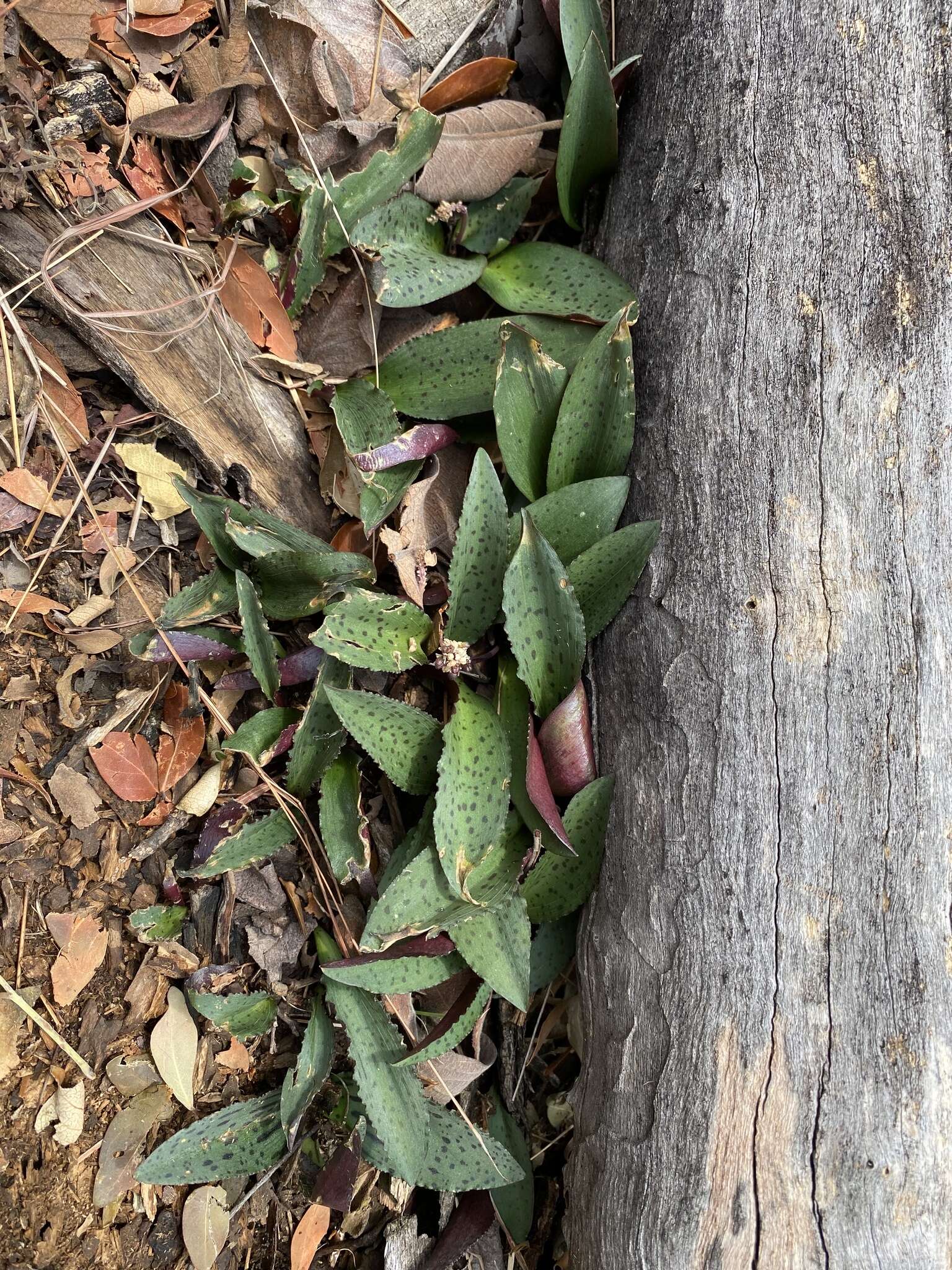 Image of Drimiopsis burkei Baker