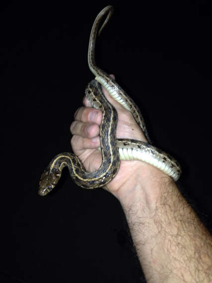 Image of Checkered Garter Snake