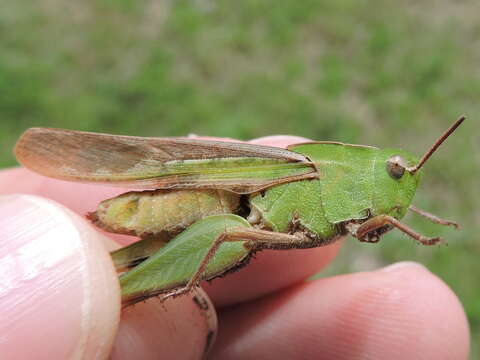 Image of Green-striped Grasshopper