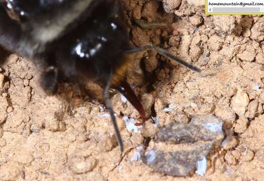 Image of Bombus ganjsuensis Skorikov 1913