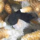 Image of Brown coral blenny