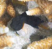 Image of Brown coral blenny