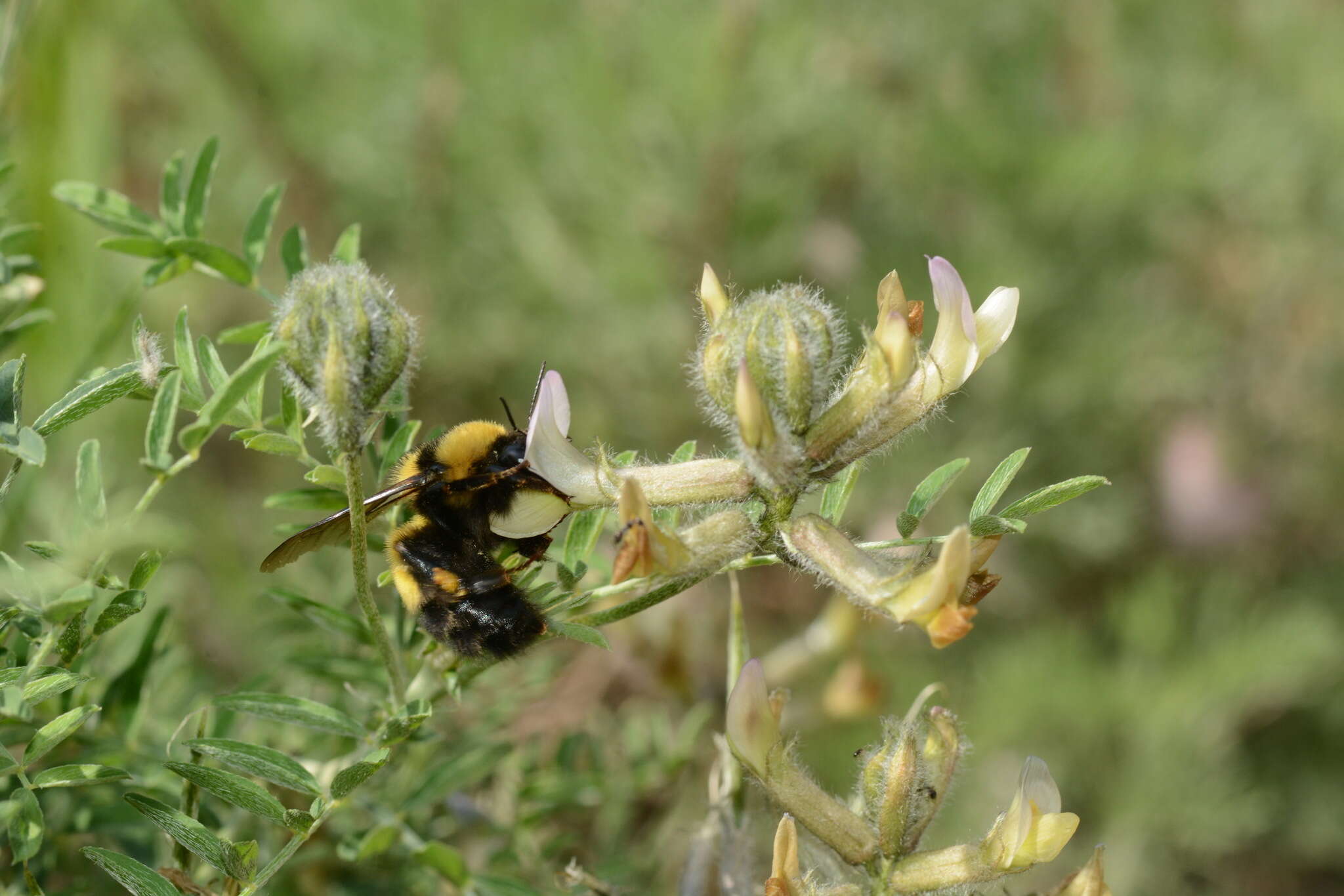 Image of Bombus melanurus Lepeletier 1836