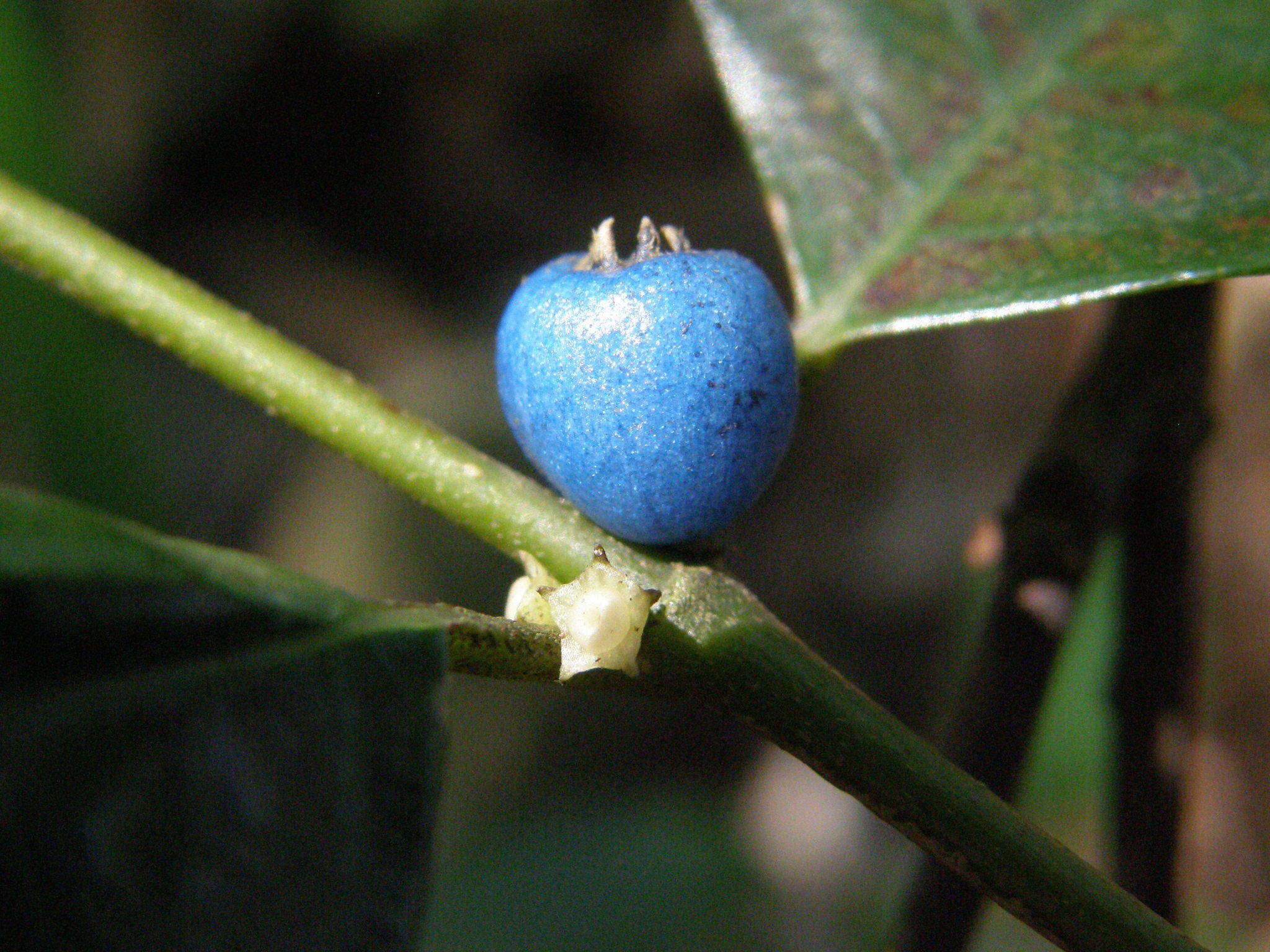 Image of Lasianthus fordii var. microphyllus (Elmer) H. Zhu