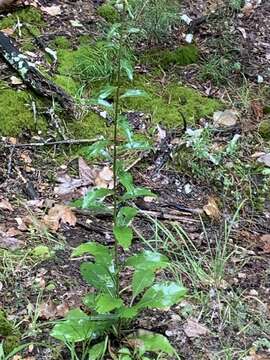 Image of showy goldenrod