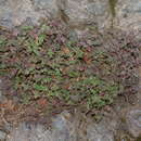 Sivun Drymosiphon pamphylicus (Boiss. & Heldr. ex Benth.) Melnikov kuva