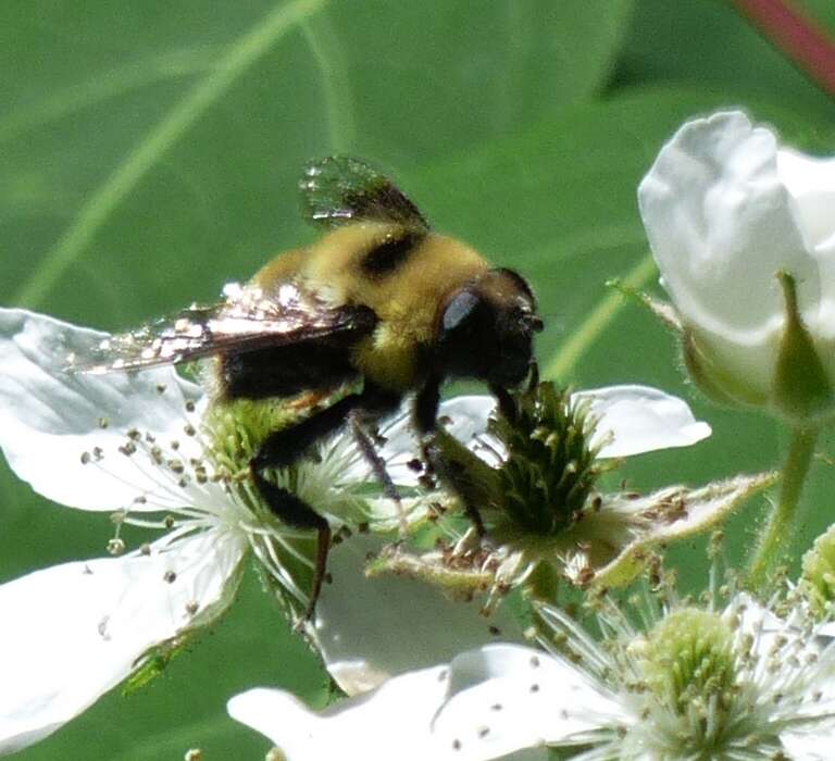 Imagem de Eristalis flavipes Walker 1849