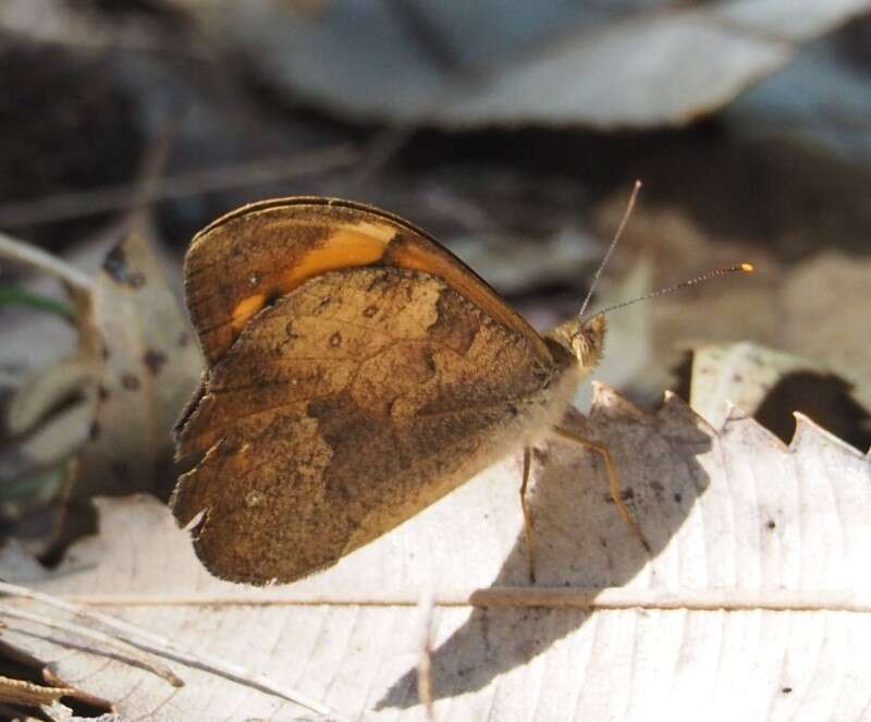 Heteronympha mirifica Butler 1866的圖片