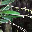 Image of Bulbophyllum leptostachyum Schltr.