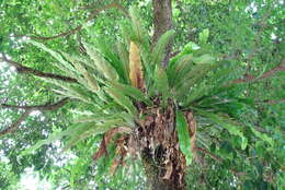 Image of Asplenium antiquum Mak.