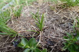 Image of Pyrenean sedge