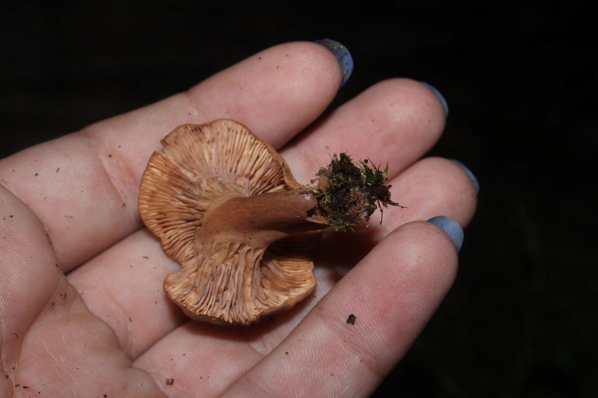 Image of Lactarius rimosellus Peck 1906