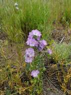 Image of threadleaf phacelia