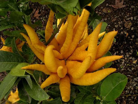 Image of <i>Citrus medica sarcodactylis</i>