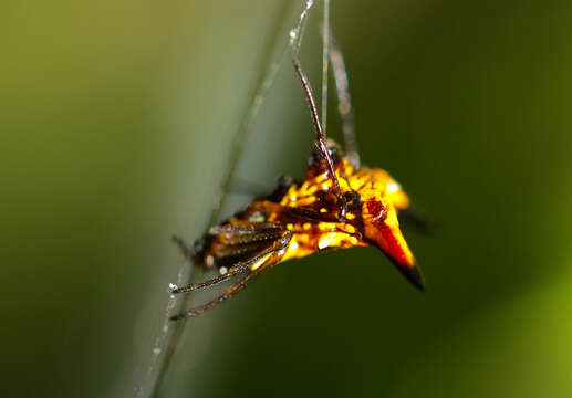 Image of Micrathena acuta (Walckenaer 1841)