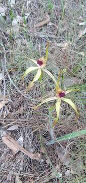 Image of Clubbed spider orchid