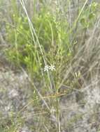 Image of Wand loosestrife