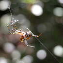 Image de Leucauge fastigata