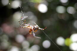 Image of Leucauge fastigata