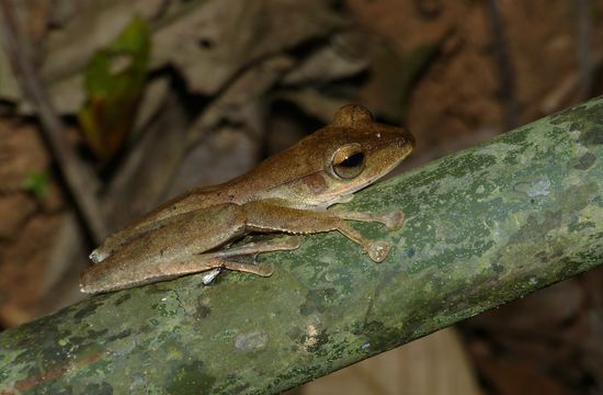 Image of <i>Polypedates discantus</i> Rujirawan, Stuart & Aowphol 2013