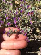 Image of nakedstem phacelia