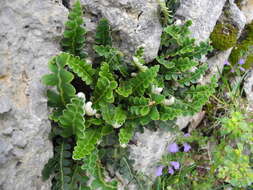 Plancia ëd Asplenium ceterach L.