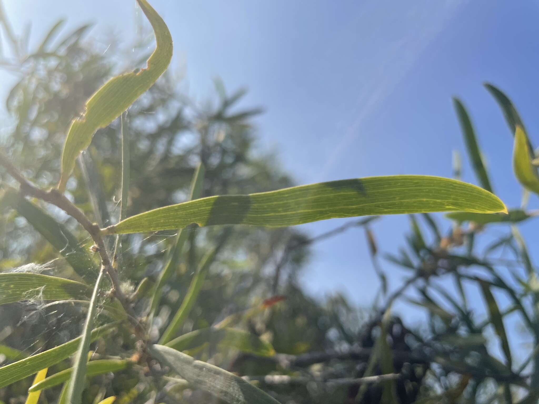 Sivun Acacia oswaldii F. Muell. kuva