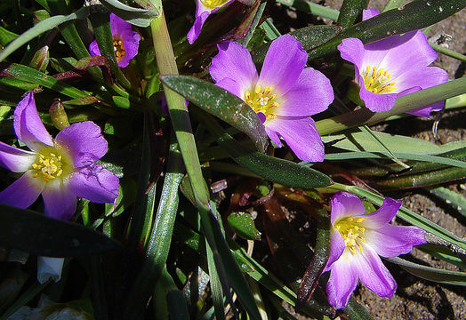 Image of <i>Calandrinia colchaguensis</i> Barn.