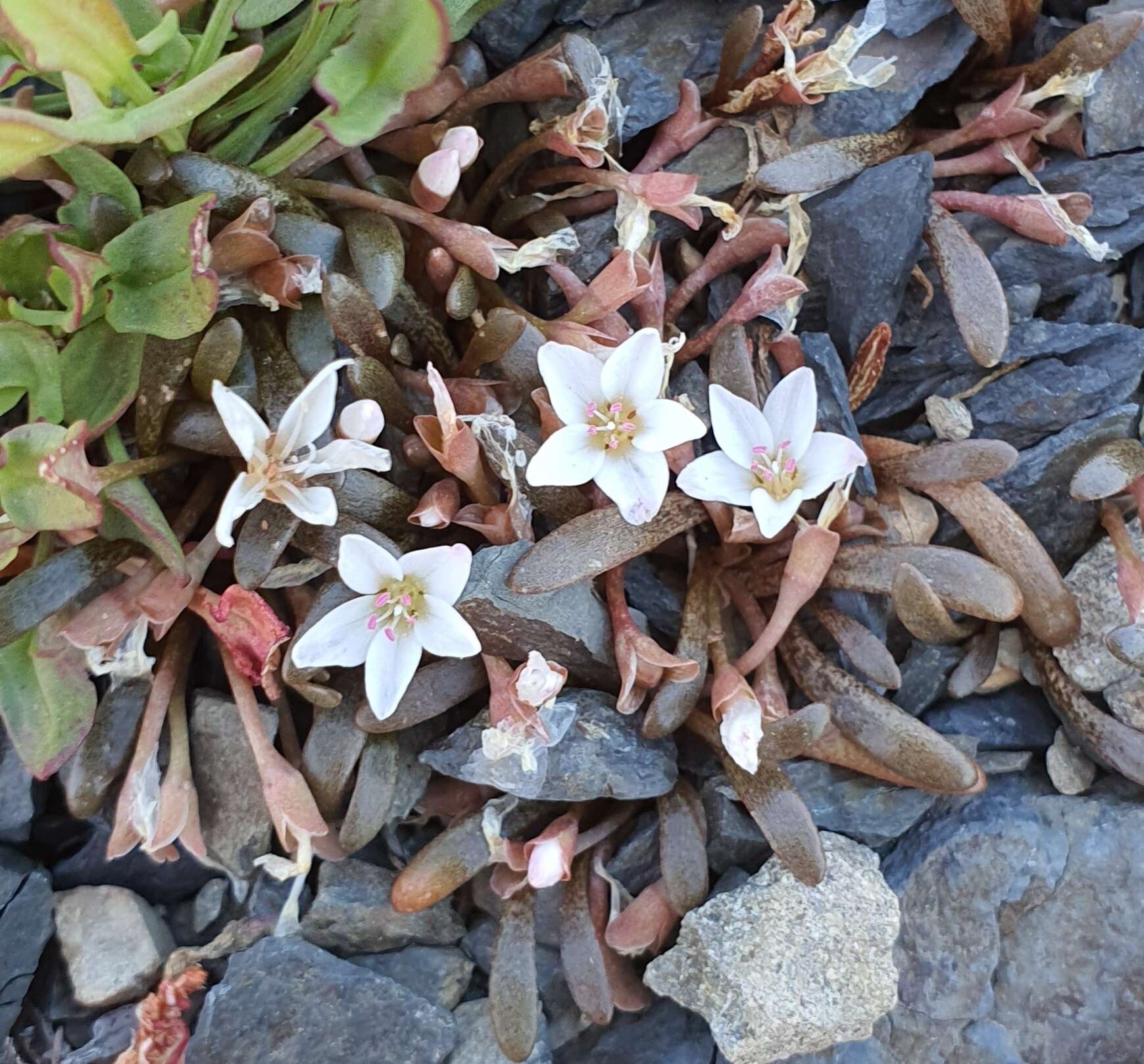 Image of Montia erythrophylla (Heenan) Heenan