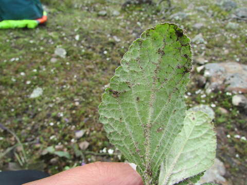 Image of Salvia nana Kunth