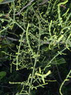 Image of Hooley Mistletoe