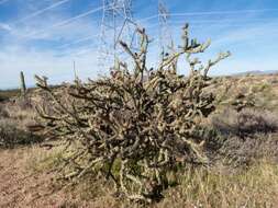 Image of buckhorn cholla