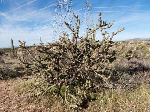 Plancia ëd Cylindropuntia acanthocarpa subsp. acanthocarpa