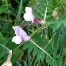 صورة Vicia lutea subsp. lutea