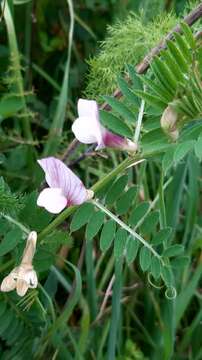 Image of Vicia lutea subsp. lutea