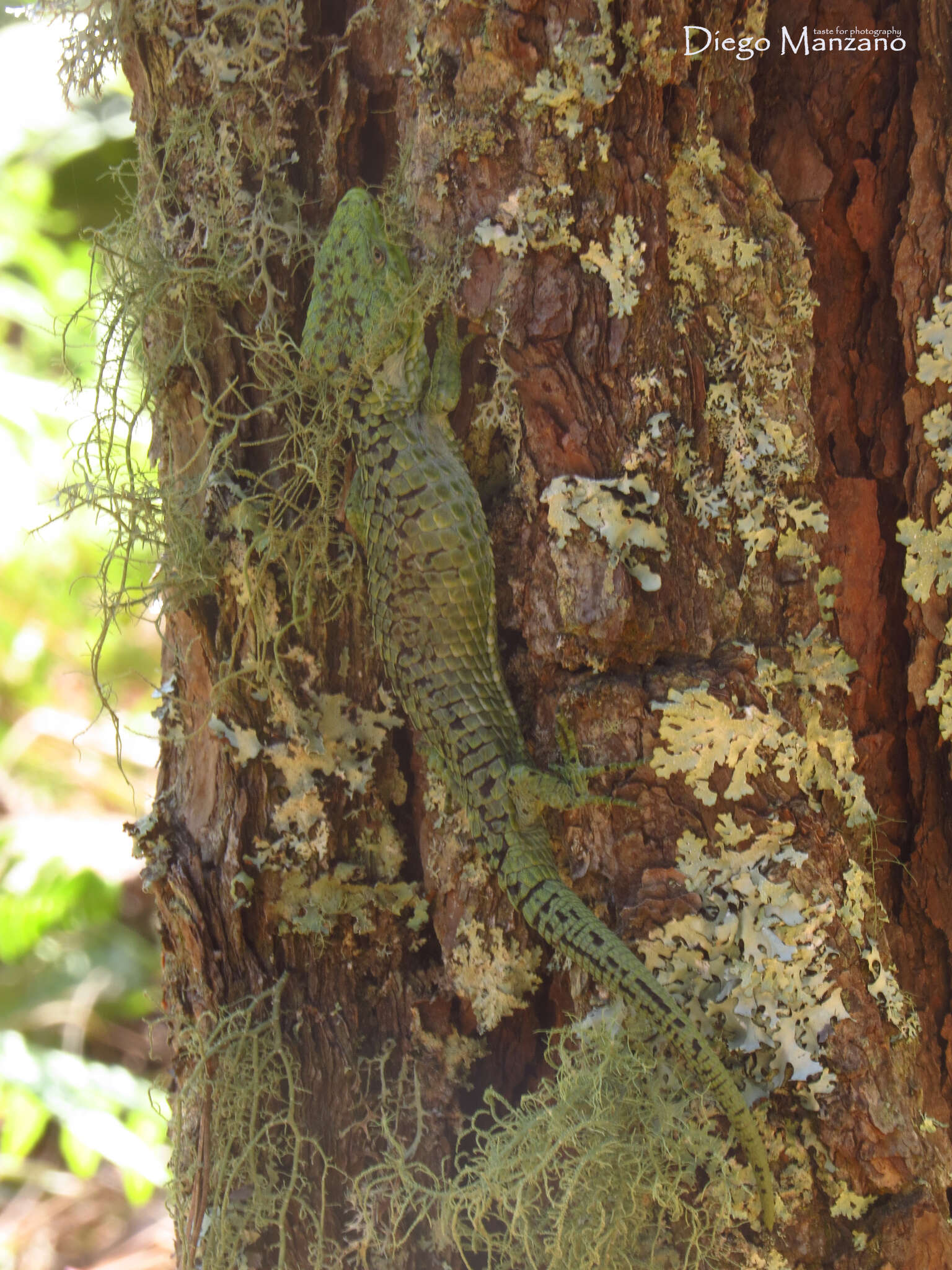 Image of Mixtecan Arboreal Alligator Lizard