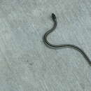 Image of Thamnophis sirtalis annectens Brown 1950