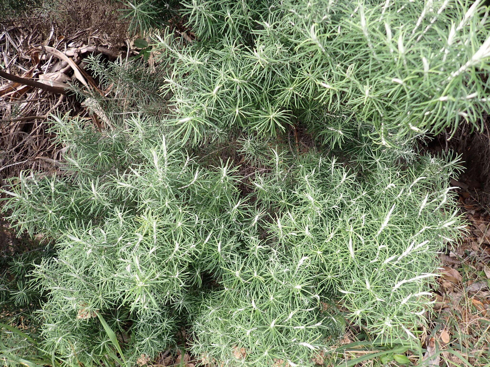 Plancia ëd Cassinia tenuifolia Benth.