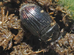 Image of Otophorus